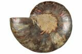 Cut & Polished Ammonite Fossil (Half) - Madagascar #317930-1
